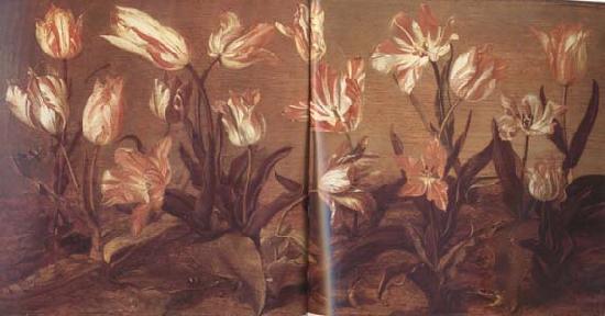 Jacob Gerritsz Cuyp Tulip Field (mk14)